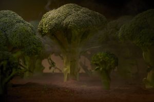 Forêt de brocoli - Photo culinaire 4
